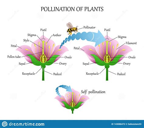 Pollination is an important process that occurs among plants in order to propagate. Pollinating Plants With Insects And Self-pollination ...