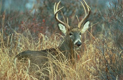 Free Picture Adult White Tailed Deer Buck Odocoileus Virginianus
