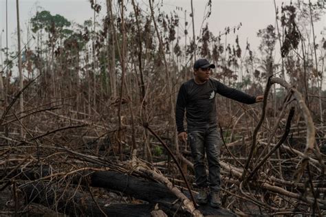 The Amazon Rainforest Under Bolsonaro A Story Of Fire And Violence In