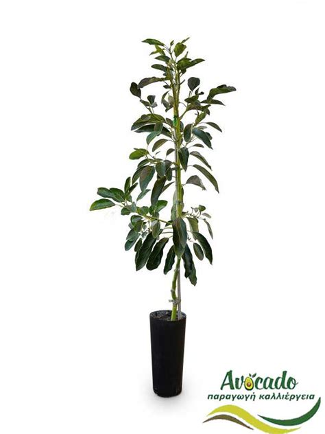 America's largest online plant nursery. avocado clonal rootstock plants nursery price Avocado ...