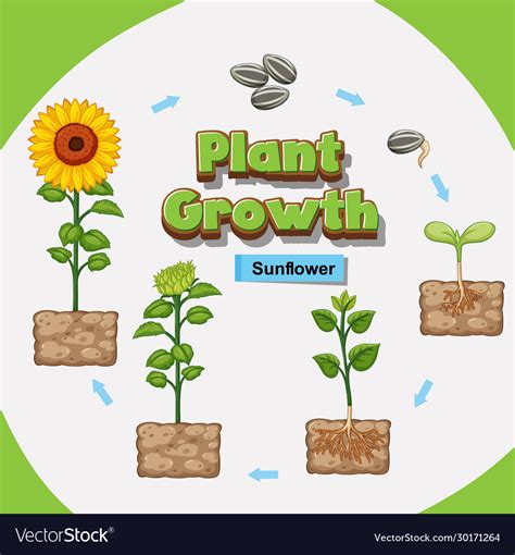 Diagram Showing How Plants Grow From Seed Vector Image