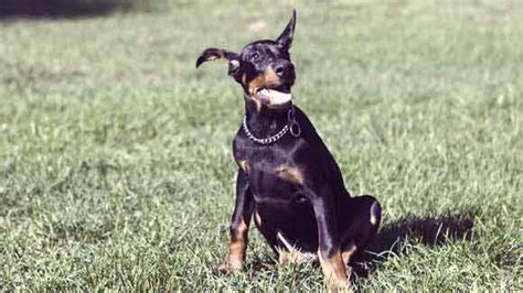 Doberman Pinscher Dog Training Petcarerx