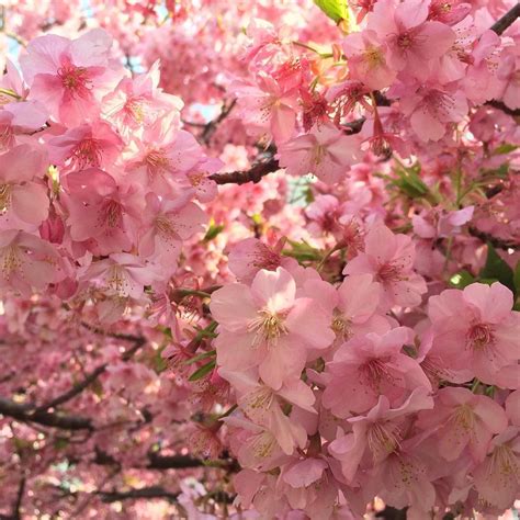 Soon, No Need to Go to Japan for Sakura? First Cherry Blossom Park in ...
