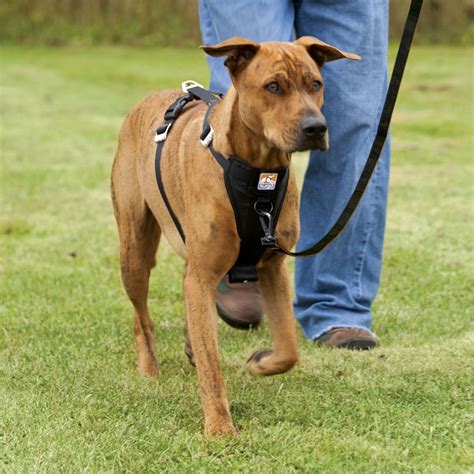 Kurgo Tru Fit Smart Dog Car Walking Harness 2249