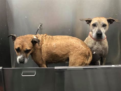 Homeward bound pets thrift shop is the place for you. Homeward Bound Veterinary Services - Home | Facebook