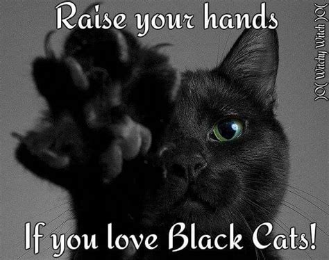 Black Cats Are Good Luck Cute Kittens Cats And Kittens Crazy Cat Lady