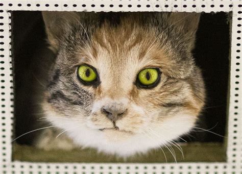 The image's text is often idiosyncratic and intentionally grammatically incorrect, and is known as lolspeak. Ceiling Cat - Data as Culture - ODI - The Open Data Institute