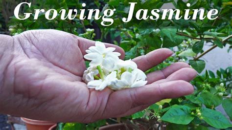 Common Jasmine Plant Care