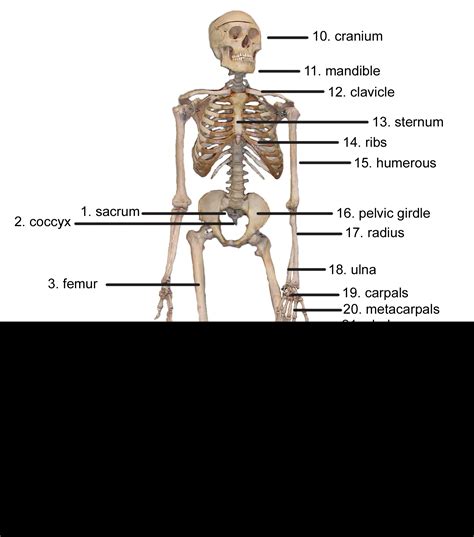 Skeletal System Anterior View Answers