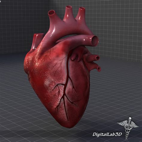 3d Human Heart Anatomy
