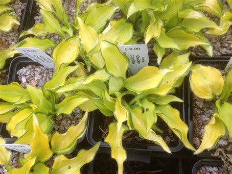 Collection Of 6 Dwarf Hostas Plants With Altitude