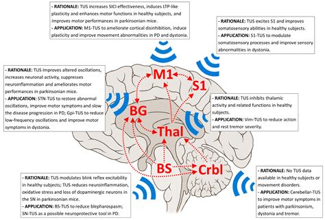 Brain Sciences Free Full Text Low Intensity Transcranial Ultrasound
