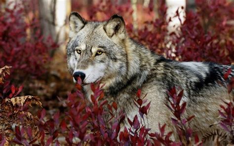 Idahos Gray Wolves A Closer Look At Their Ecosystem Impact