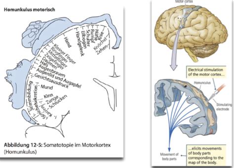 Neuropsychologie Strukturelle And Funktionale Anatomie Des