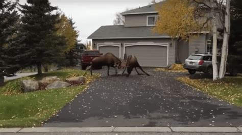 Watch An Epic Moose Showdown In An Alaska Driveway Cottage Life