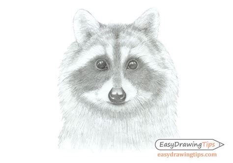 How To Draw A Raccoon Face Step By Step Easydrawingtips Drawings