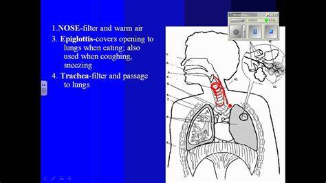 Respiratory System Lecture 1wmv Youtube
