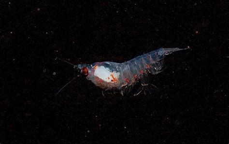 Arctic Krill Track Day And Night Even In Polar Darkness Newsopener