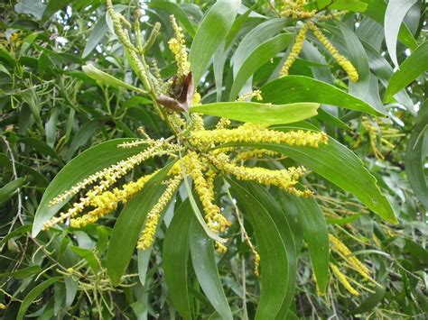 Akasia Acacia Auriculiformis Nelindah Flickr
