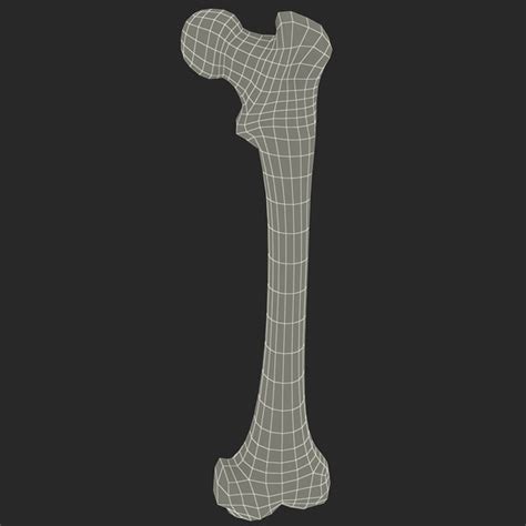 Femur Bone 3d 3ds