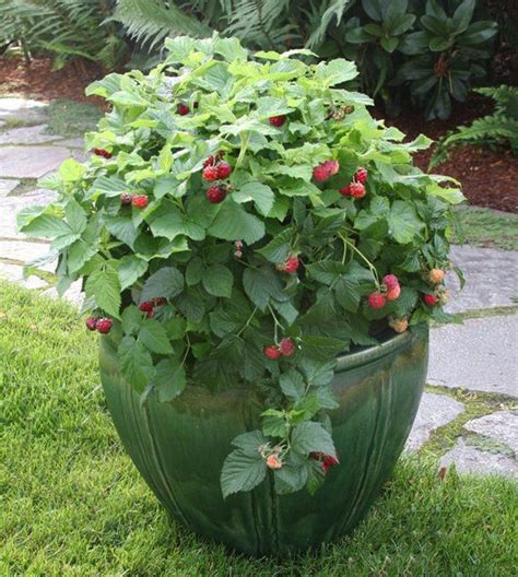 Growing Berries In Containers Guthmann Construction