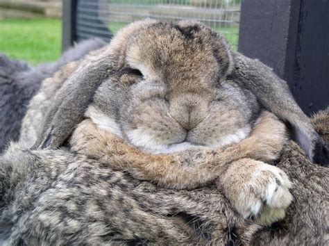 Giant Lop Eared Rabbit