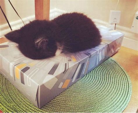 23 Adorable Animals That Fell Asleep On The Spot Cute Overload