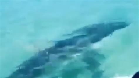 Great White Shark Bites At Jet Ski Pair Off Fraser Island