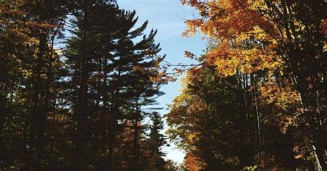The Science Behind Fall Foliage Wxpr