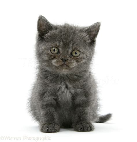 Grey Kitten Sitting With Raised Paw Photo Wp18928
