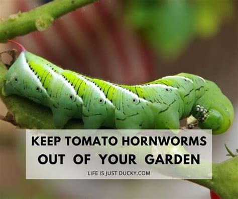 Tomato Hornworm Moth Life Cycle