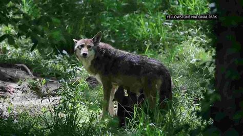 Illegal Killings Endanger Two Wolves Species