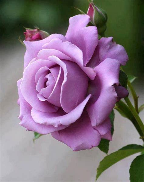 Awesome Pink Rose Flowers Photo 34673472 Fanpop
