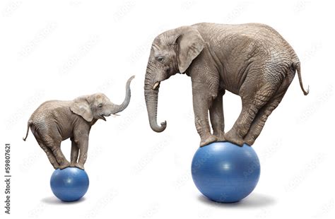 Elephant Female And Her Baby Elephant Balancing On A Blue Balls Stock
