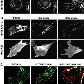 Models Of Integrin Dynamics And Fn Matrix Assembly A Schematic