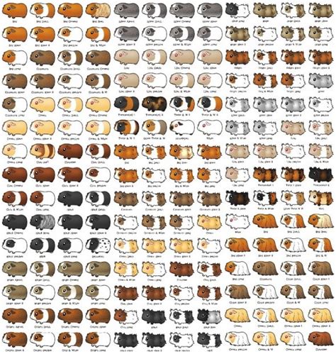 Different Types Of Guinea Pigs Poster For Sale By Willaldshop Redbubble