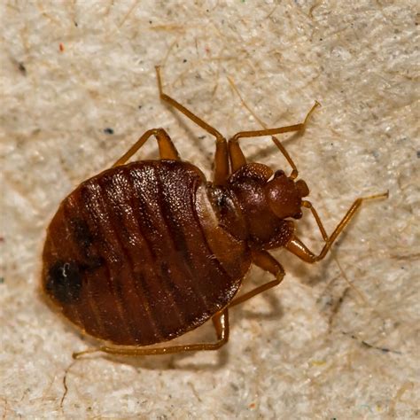 What Do Bed Bugs Look Like Bites And Infestation Signs