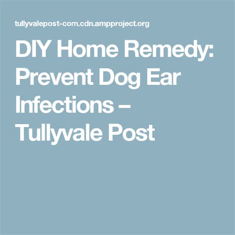 Diy Home Remedy Prevent Dog Ear Infections Dogs Ears Infection Ear