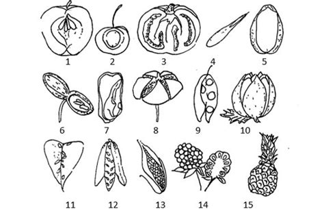 Plant Morphology Flowers And Fruit Red Seal Landscape