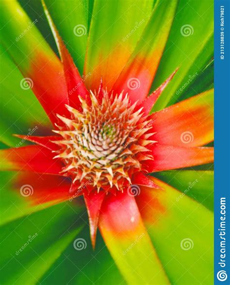 Red Pineapple Flowers On Green Leaves Stock Image Image Of Nature