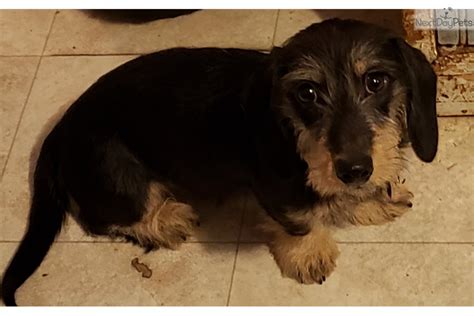 Because of their shape and stature, dachshunds can be prone to back injuries and disc damage, especially as. Theo: Dachshund, Mini puppy for sale near Lansing, Michigan. | 31486aa4-cde1