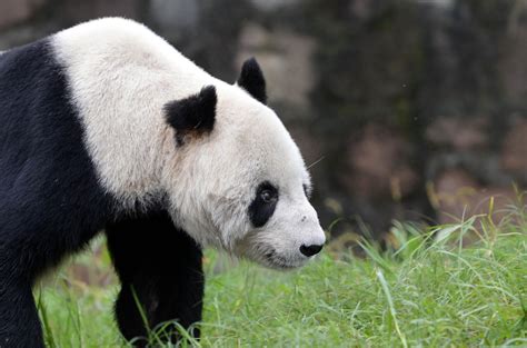 Worlds Oldest Male Panda Is Dead At 31