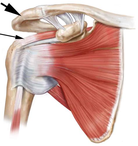 Rotator Cuff Muscle Anatomy