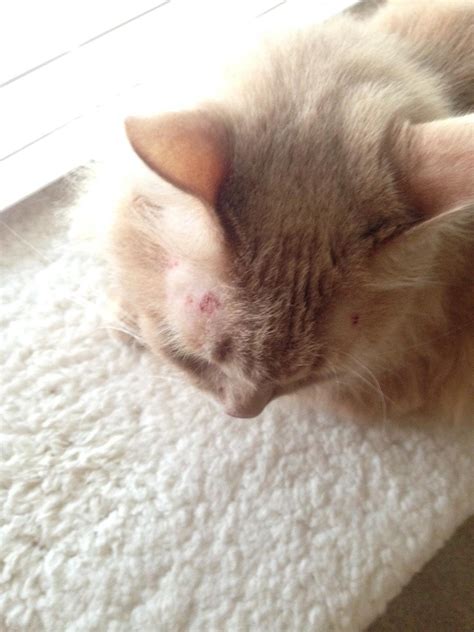 Rashes On Cats Toxoplasmosis