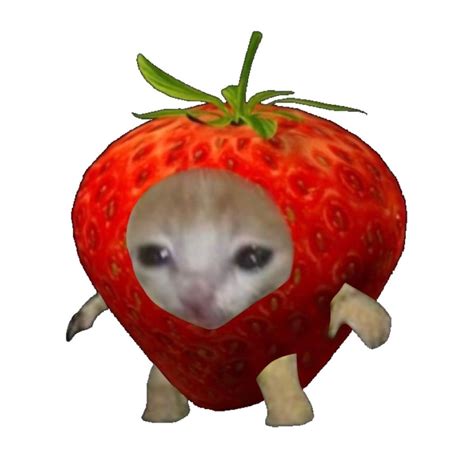 Strawberry Cat Meme Blank Template Imgflip