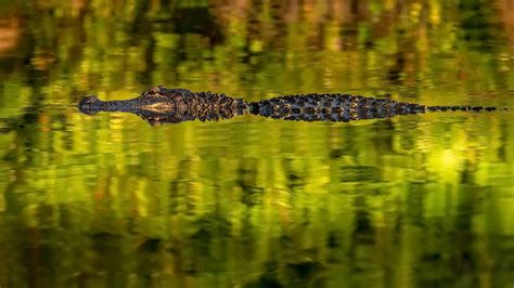Download Swimming Swamp Alligator Wallpaper