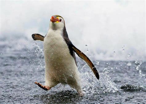 Pinguajaja Penguins Animals Beautiful Happy Animals