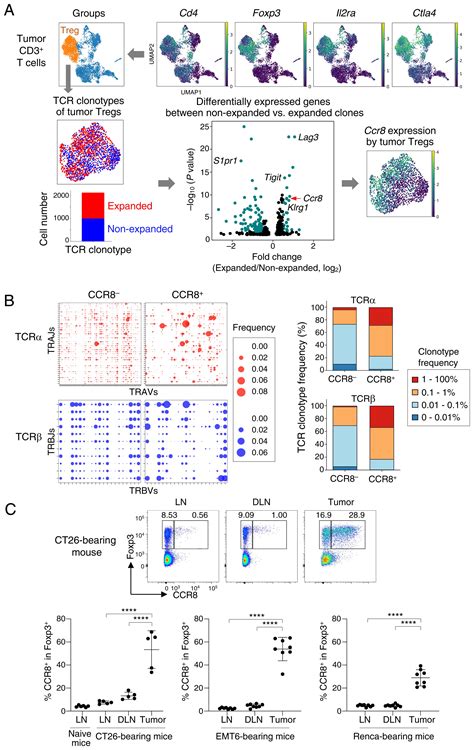 CCR Targeted Specific Depletion Of Clonally Expanded Treg Cells In Tumor Tissues Evokes Potent