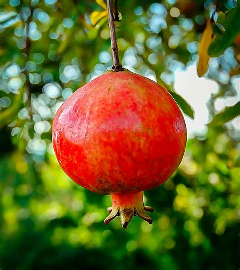 Russian Pomegranate Bushes For Sale The Tree Center