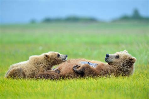 brown bear sow nursing her cub katmai national park